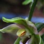 Broadleaf Helleborine (Epipactis helleborine): A non native orchid.  They were numerous next to the trail.